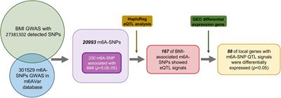 Integrative Genomic Analysis Predicts Regulatory Role of N6-Methyladenosine-Associated SNPs for Adiposity